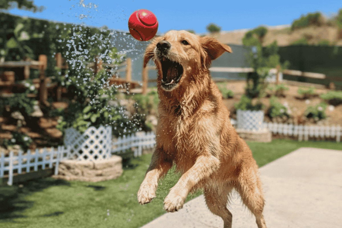 CIR dog run (1)