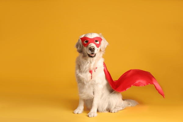 Golden retriever wearing a red superhero mask and cape against a bright yellow background, ready to shine at the Costume Contest or lead the Pet Parade.