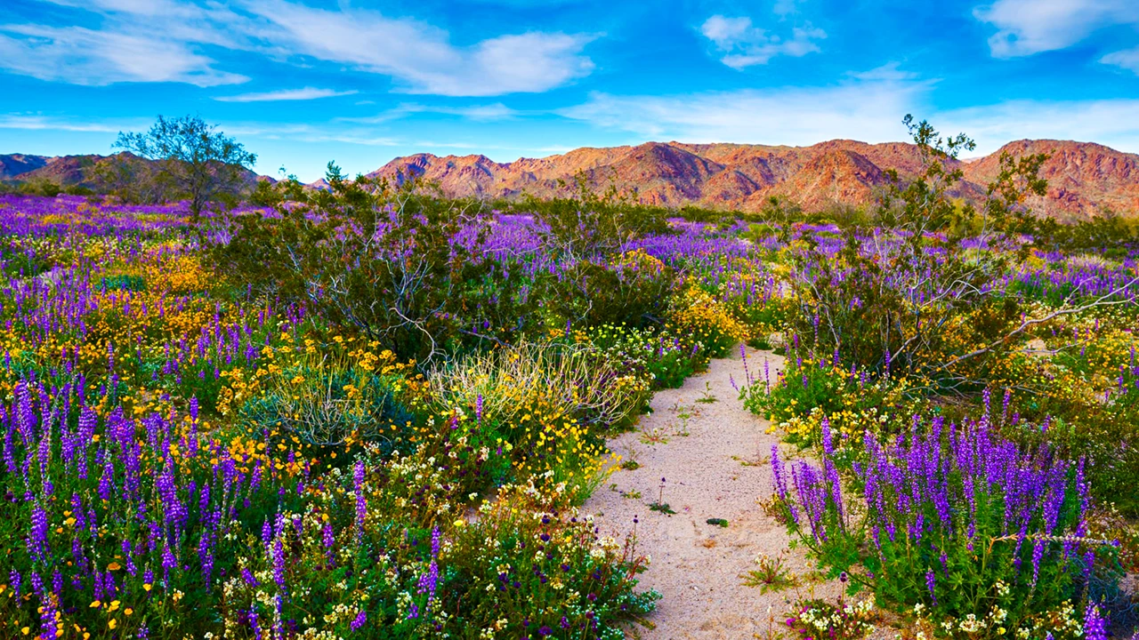 A sandy path winds through a California Desert Bloom, where purple and yellow wildflowers color the desert field, with mountains in the background.