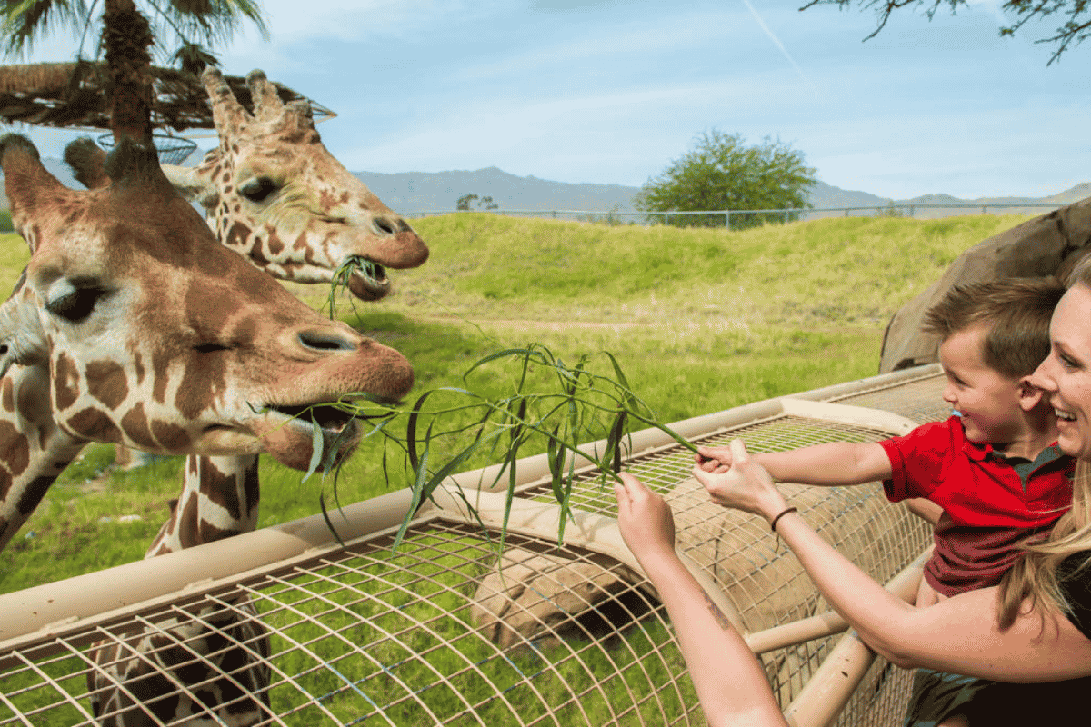 ED Living Zoo