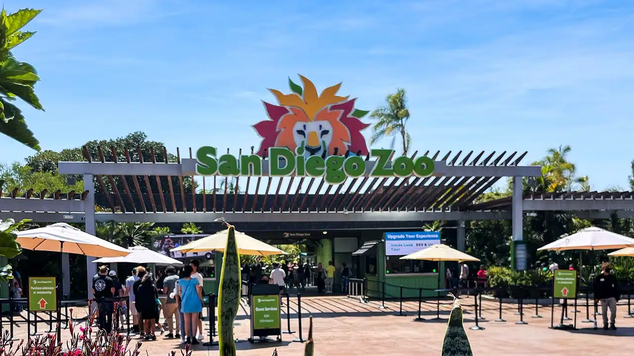 Entrance of San Diego Zoo featuring a colorful lion logo, visitors in line, and sunny skies. The scene includes tropical plants and umbrellas, highlighting the zoo's vibrant atmosphere and popular attractions.