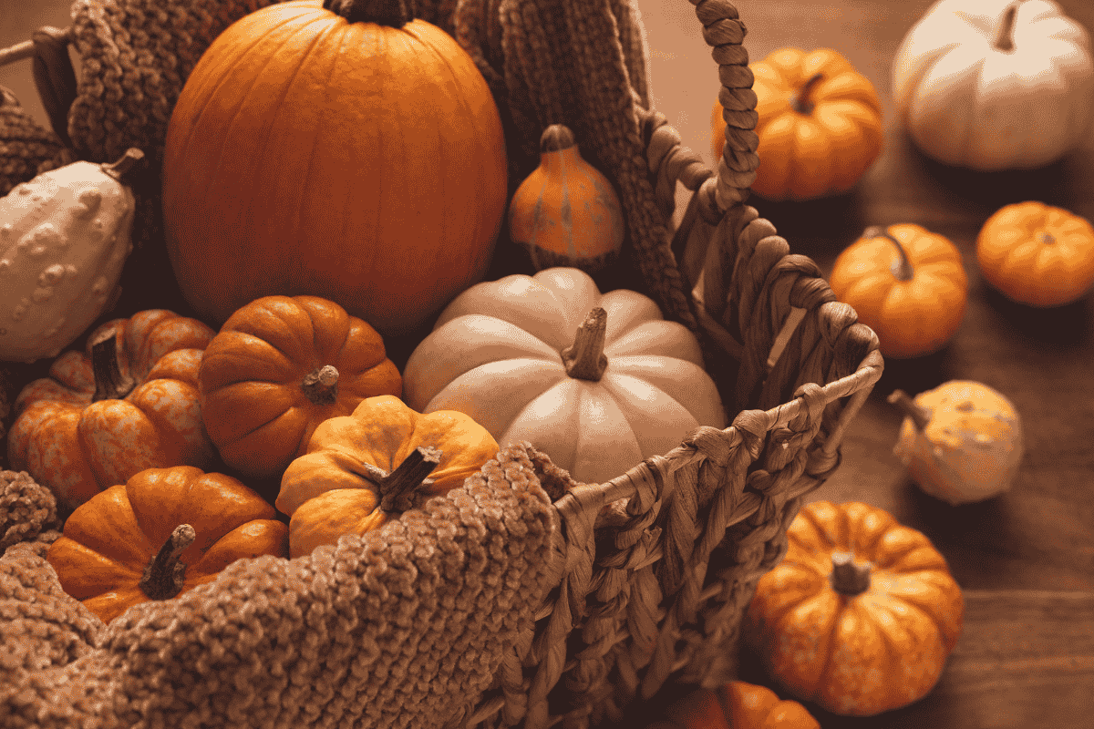 Harvest Fair Pumpkins