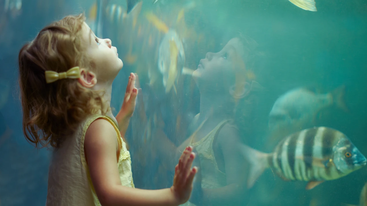 birch aquarium at scripps
