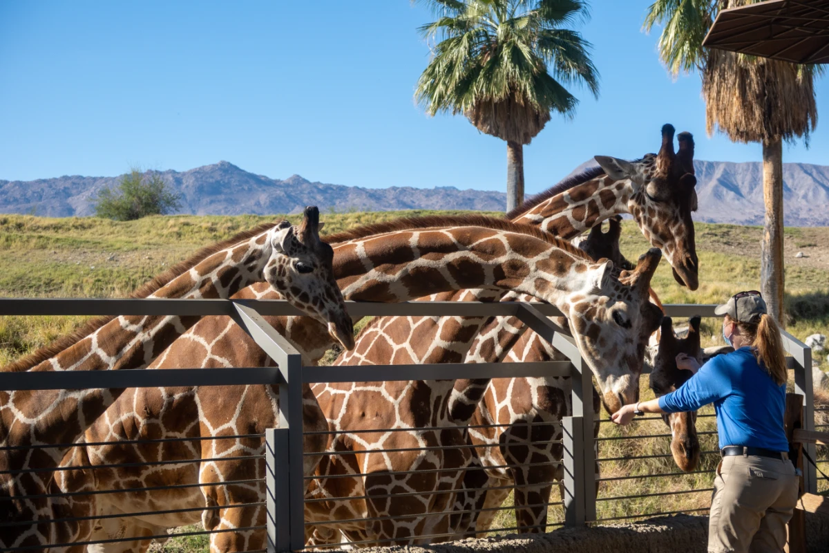 san diego safari park san diego rv resort.jpg