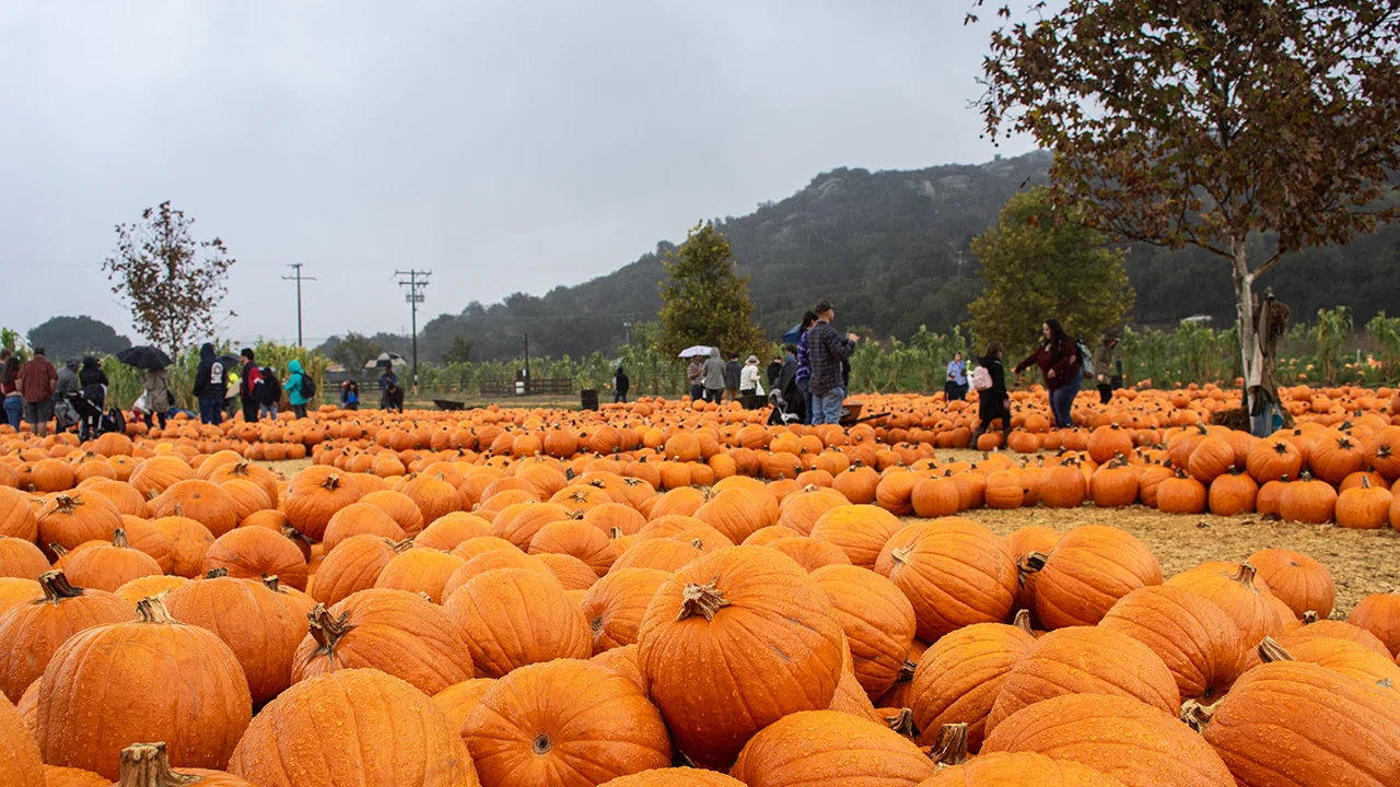 San Diego in Fall means pumpkin patches