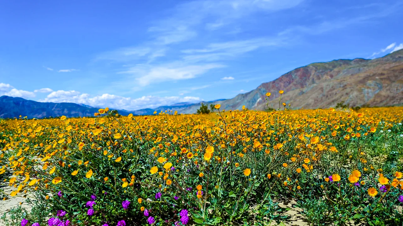 California Desert Bloom