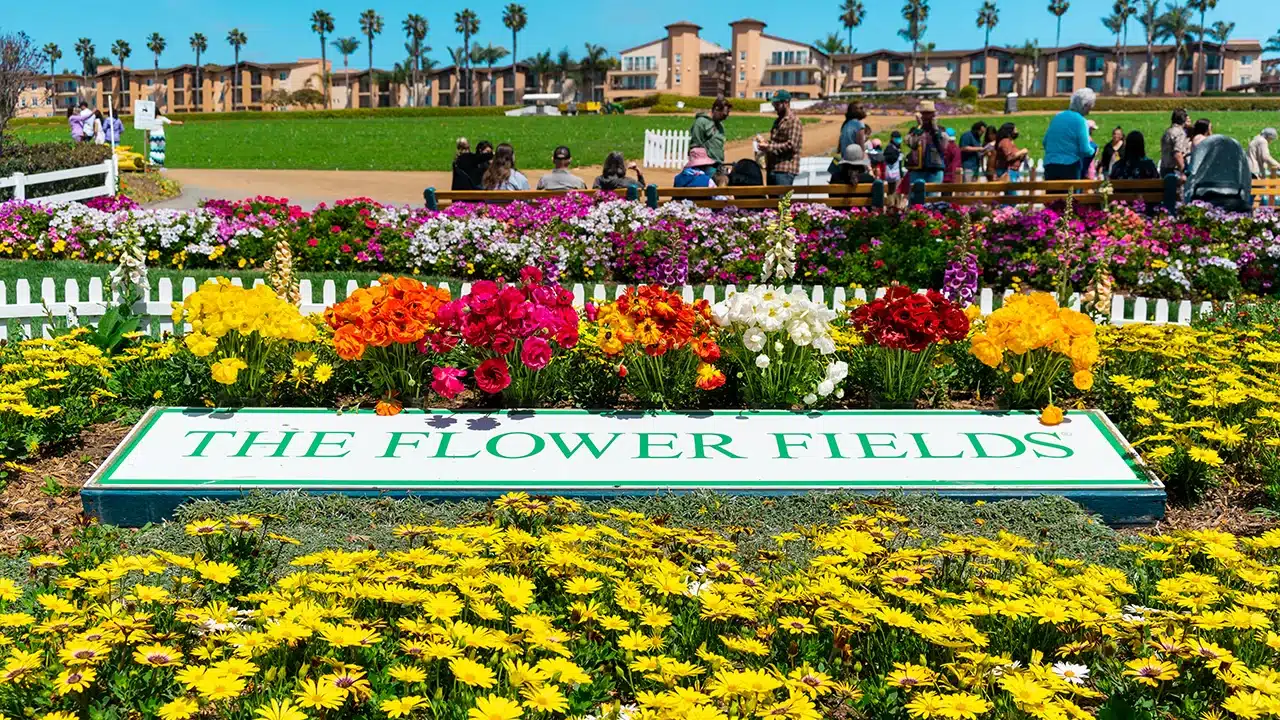 Spring in San Diego at the Flower Fields