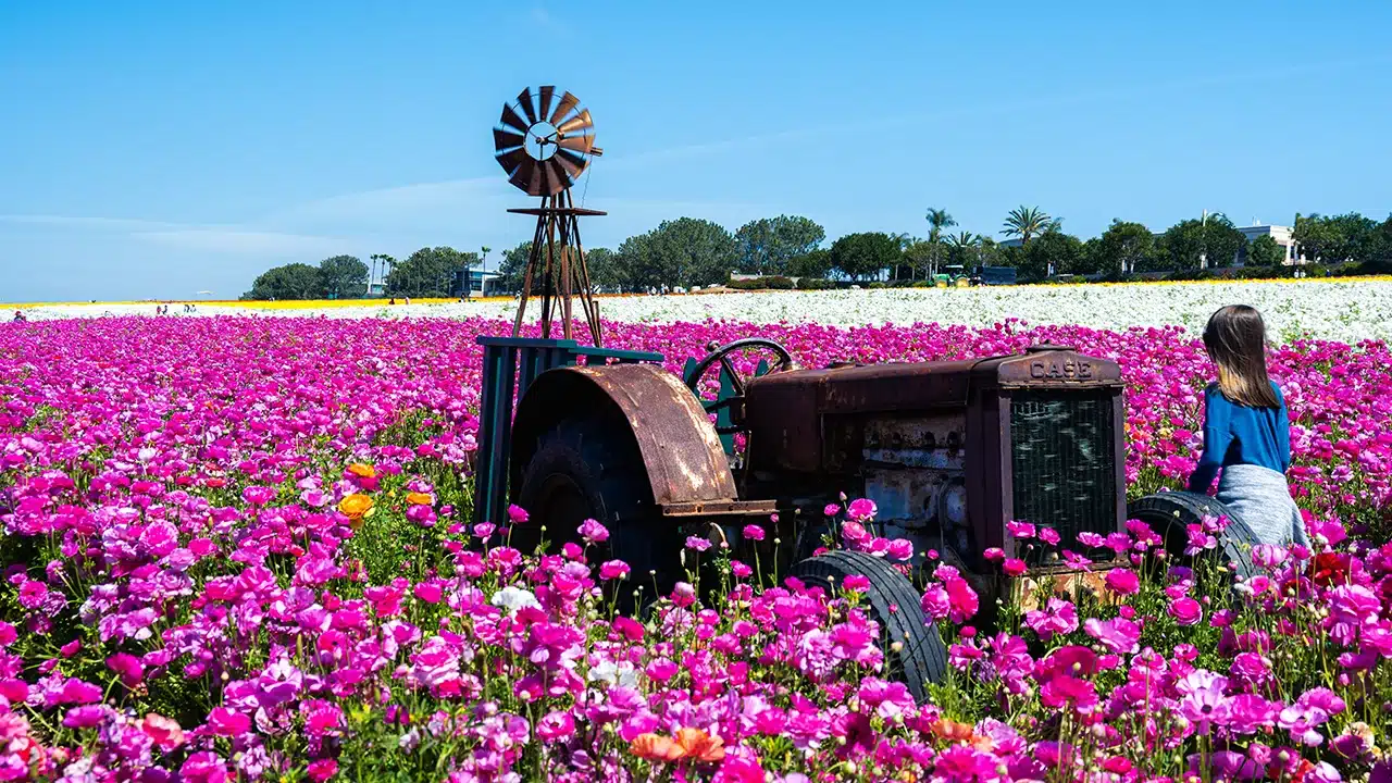 The Flower Fields in Carlsbad California
