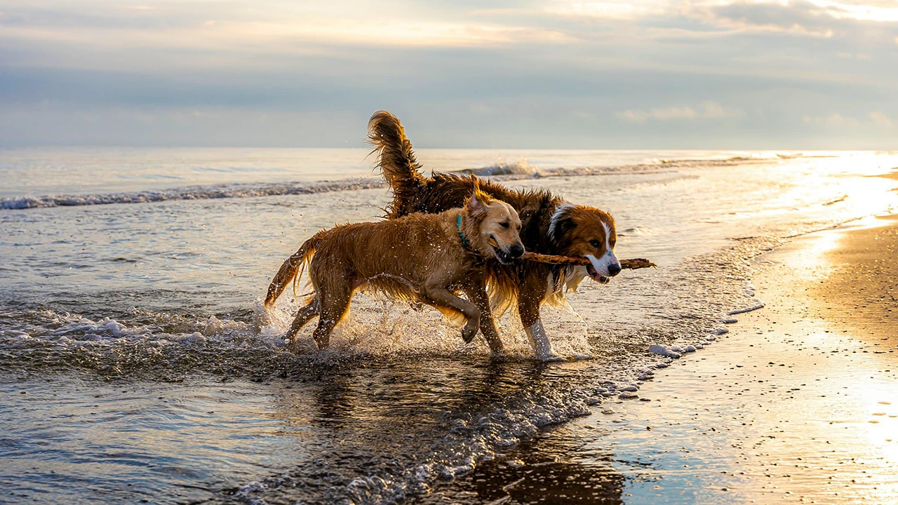San Diego dog beaches